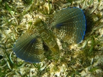 Flying gurnard in grass