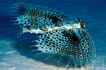 Flying gurnard in sea