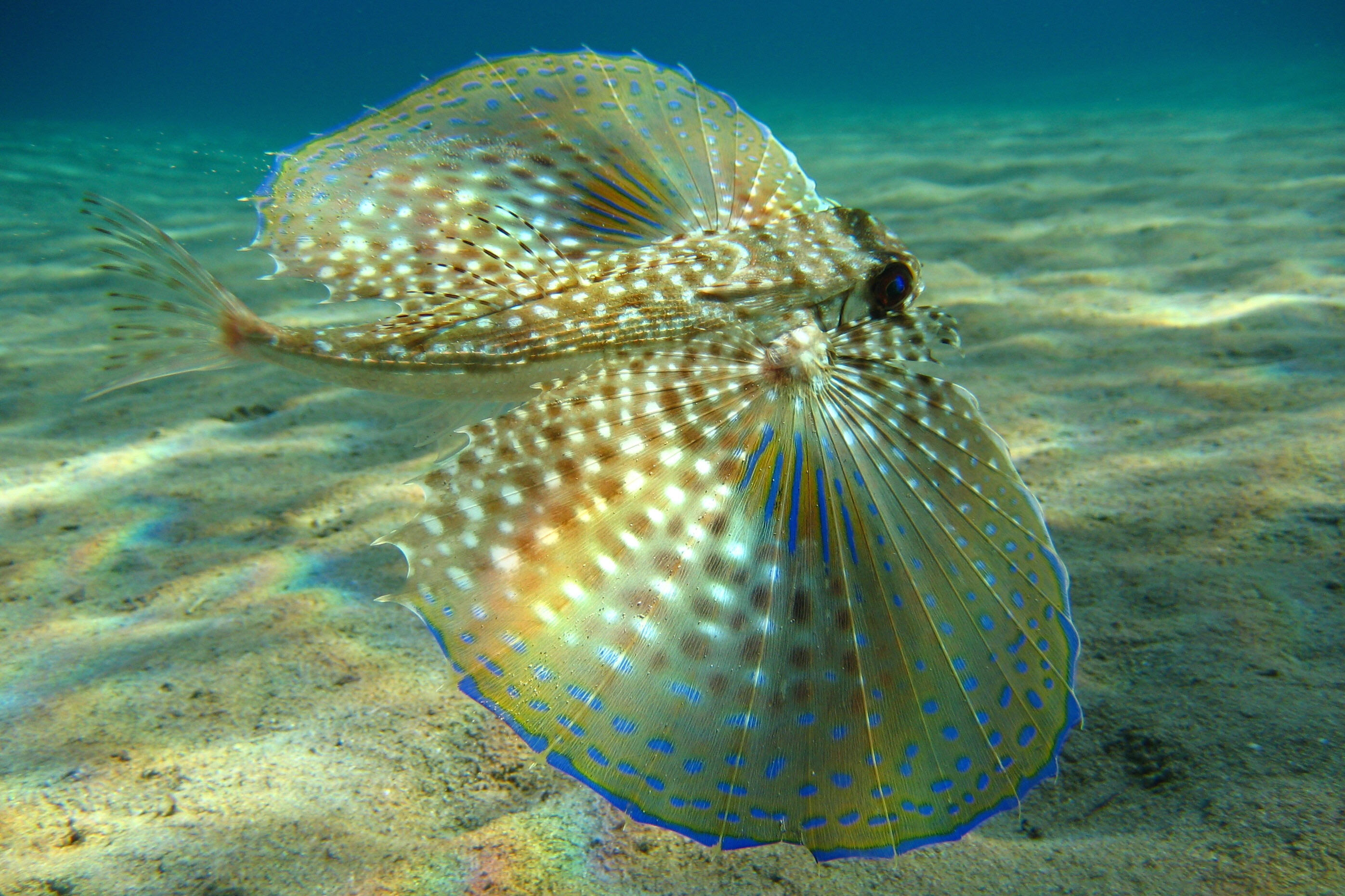 Flying gurnard wallpaper