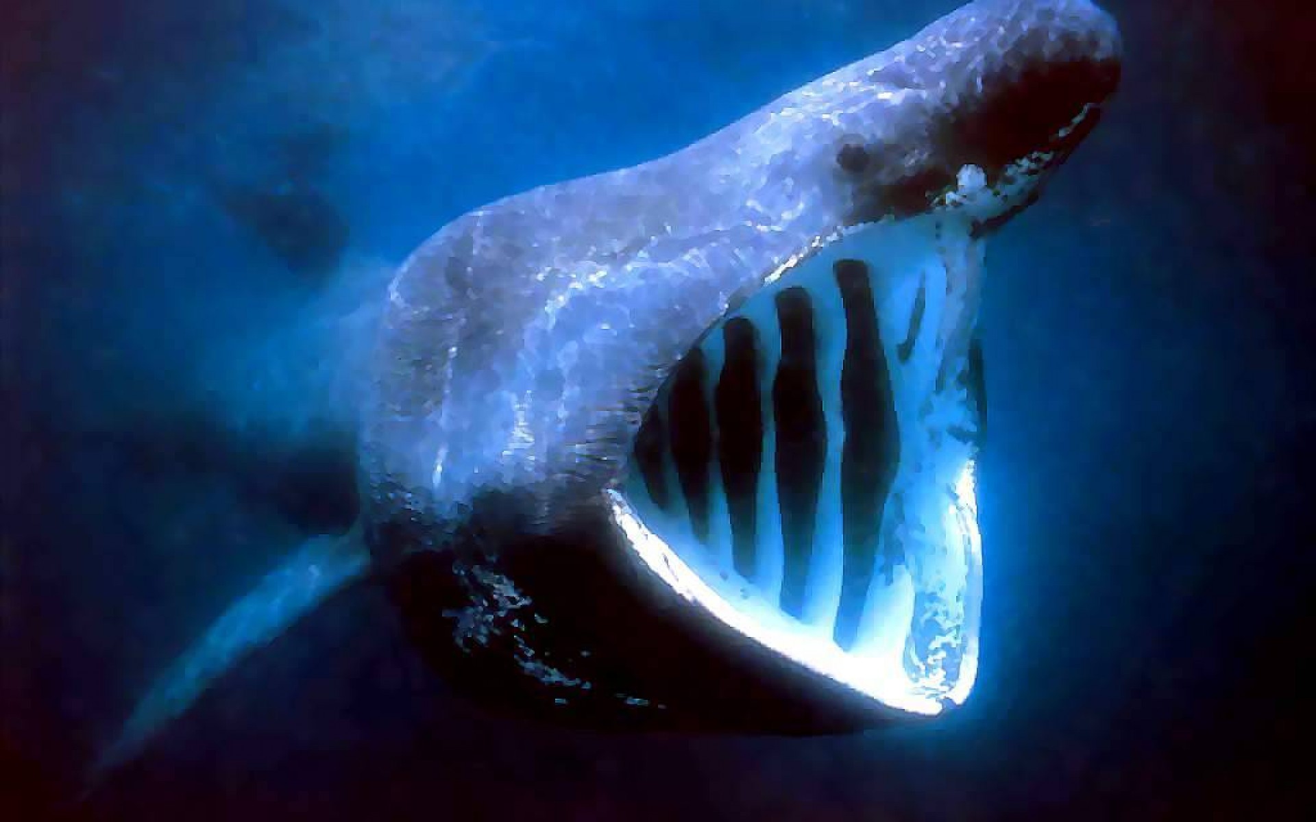 Грозная китовая акула фото