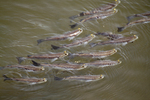 Four-eyed fishes in channel