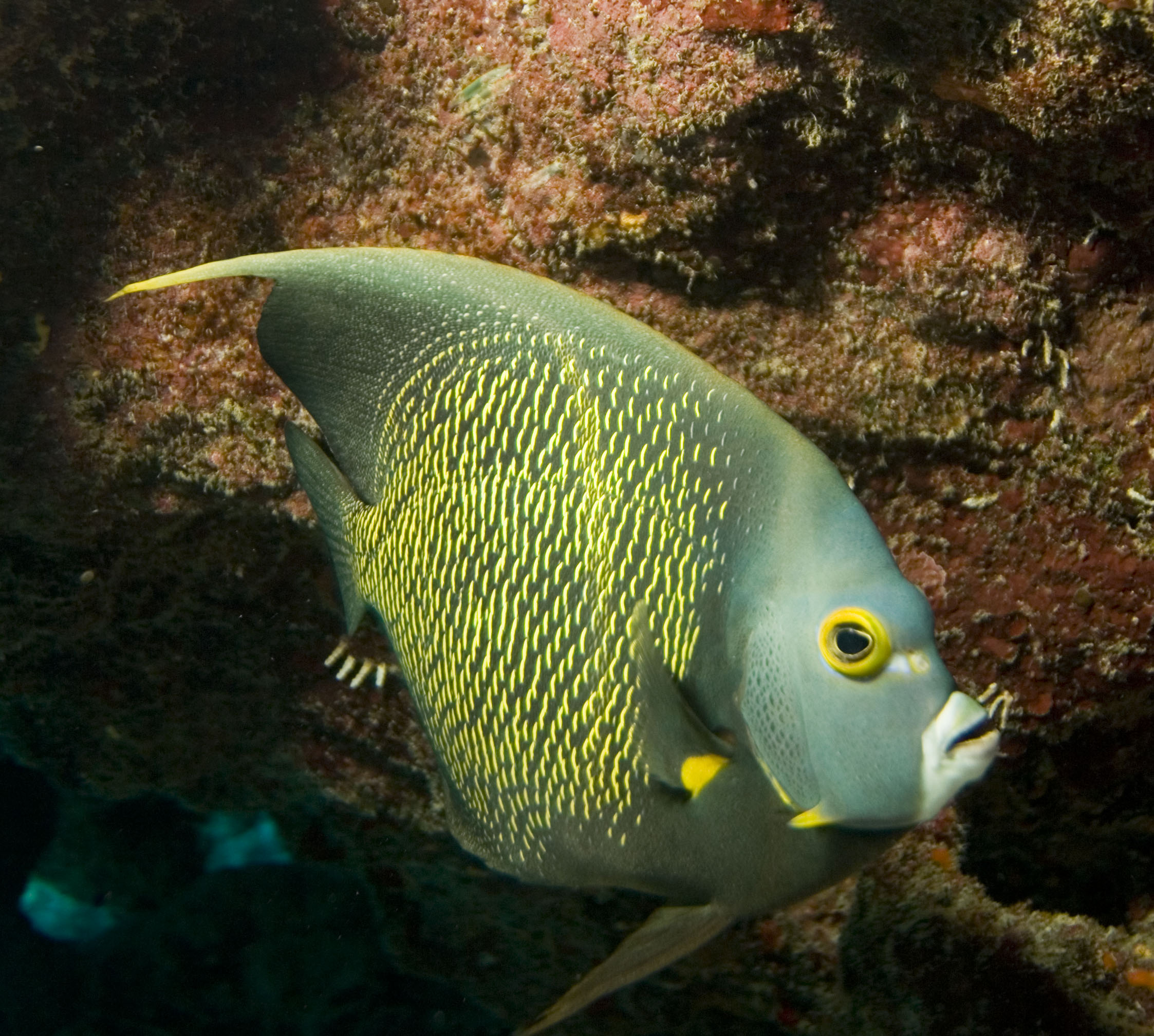 French angelfish wallpaper