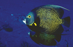 French angelfish