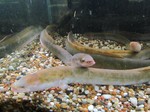 Freshwater eels in aquarium