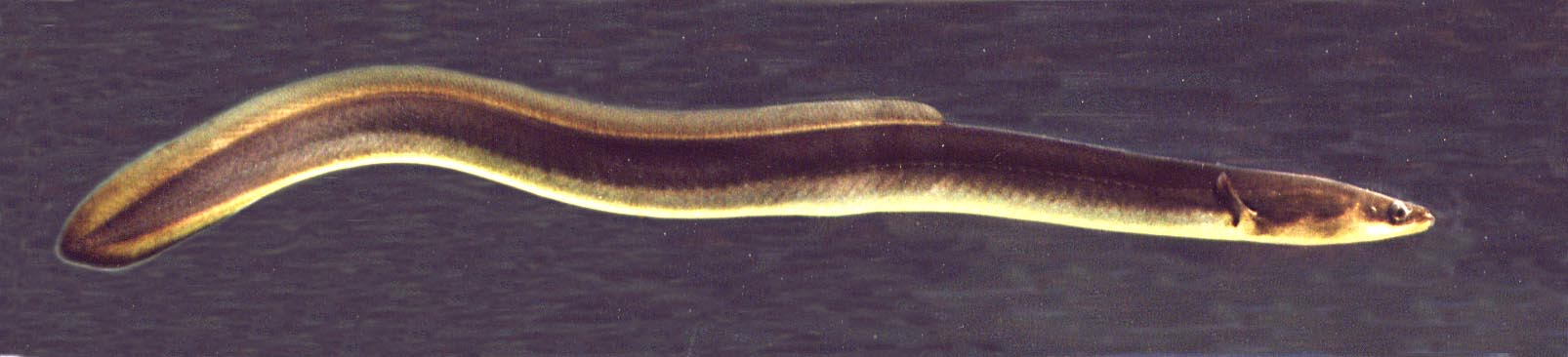 Freshwater eel wallpaper