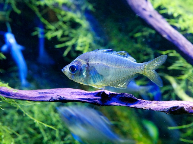 Freshwater Glass Fish wallpaper