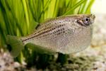 Freshwater hatchetfish in aquarium 