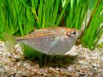 Freshwater hatchetfish in the grass