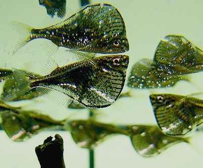 Freshwater hatchetfish wallpaper