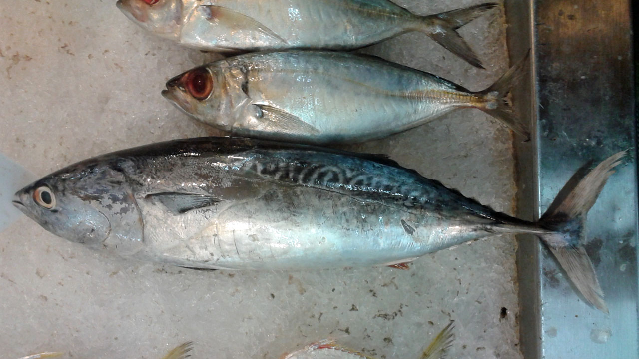 Frigate mackerel wallpaper