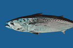 Frigate mackerel