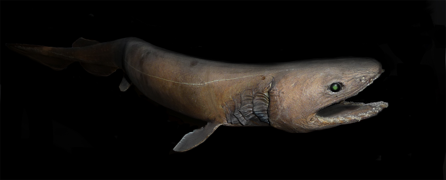 Frilled shark wallpaper