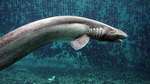 Frilled shark