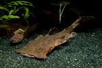 Frogmouth catfish in the rocks