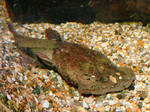 Frogmouth catfish