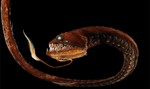 Full height dragonfish