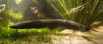 Full height electric eel