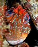 Funny Tompot blenny face 