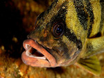 Funny Treefish face