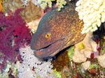 Funny Yellow-edged moray