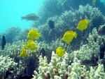 Funny Yellow tang fishes