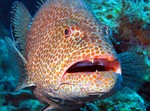 Funny Yellowfin grouper face