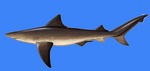 Ganges shark