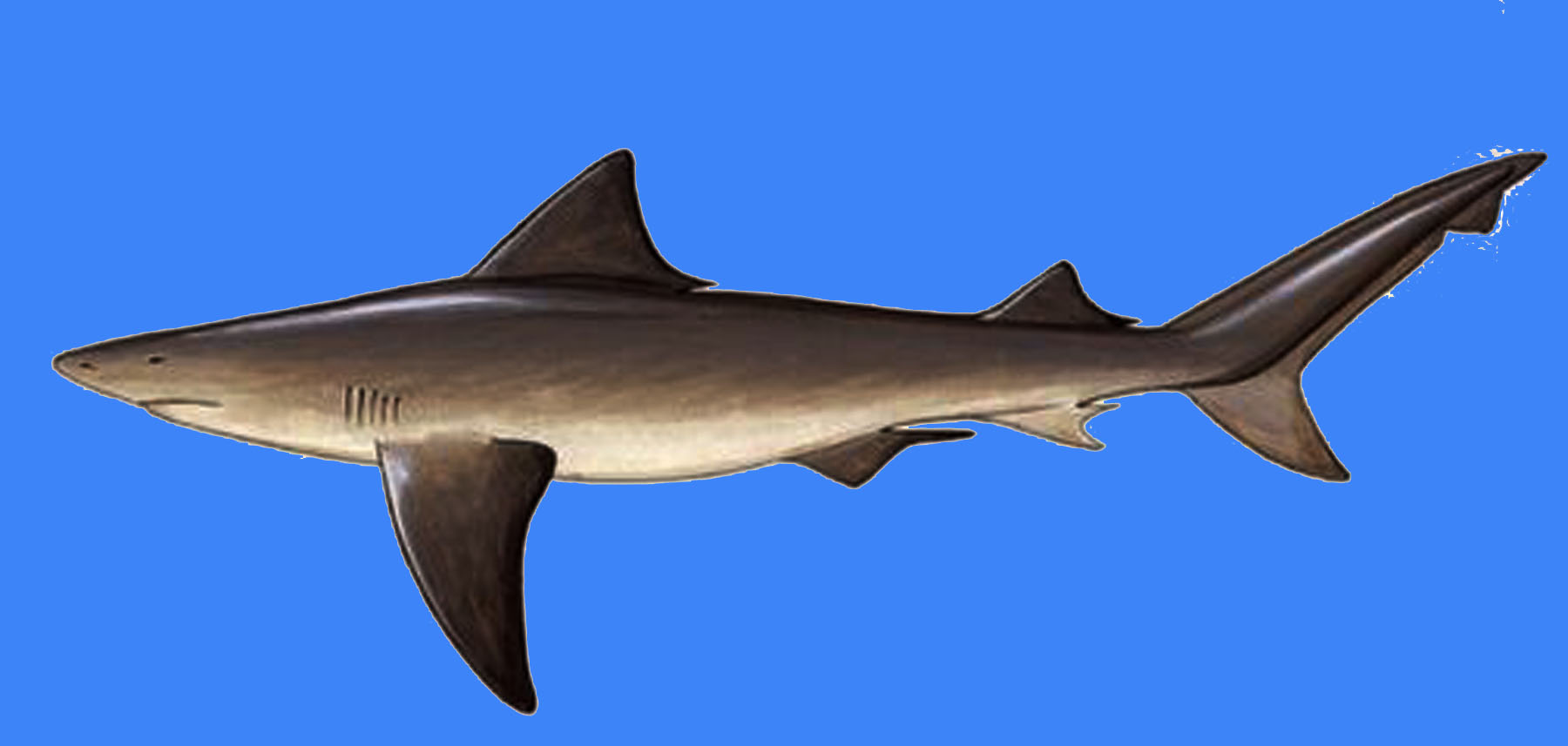 Гангская акула  фото