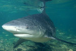 Ganges shark swims
