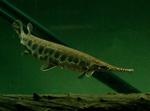 Gar swims