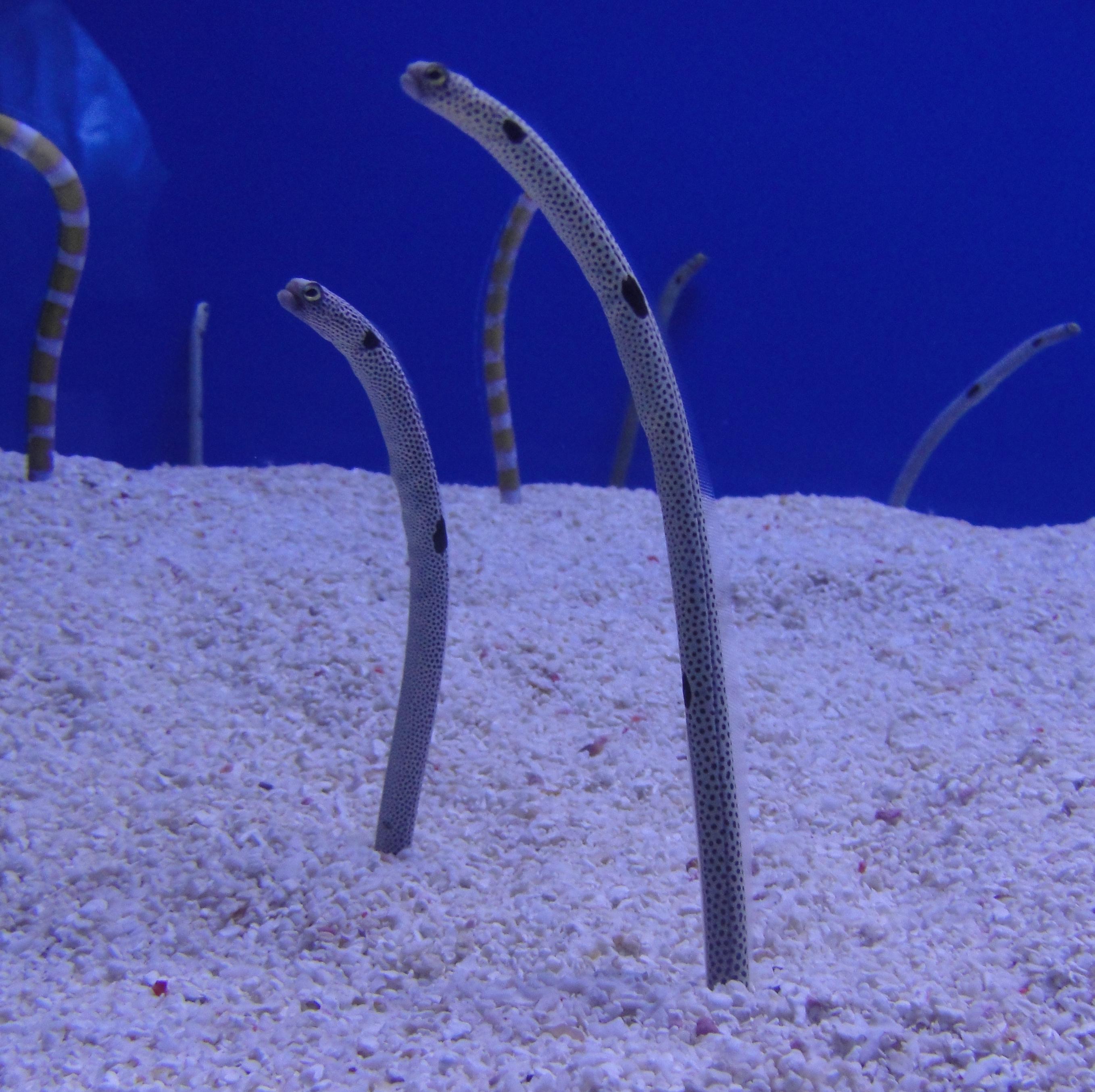 Garden eel wallpaper