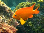 Garibaldi swims