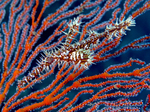Ghost pipefish in sea