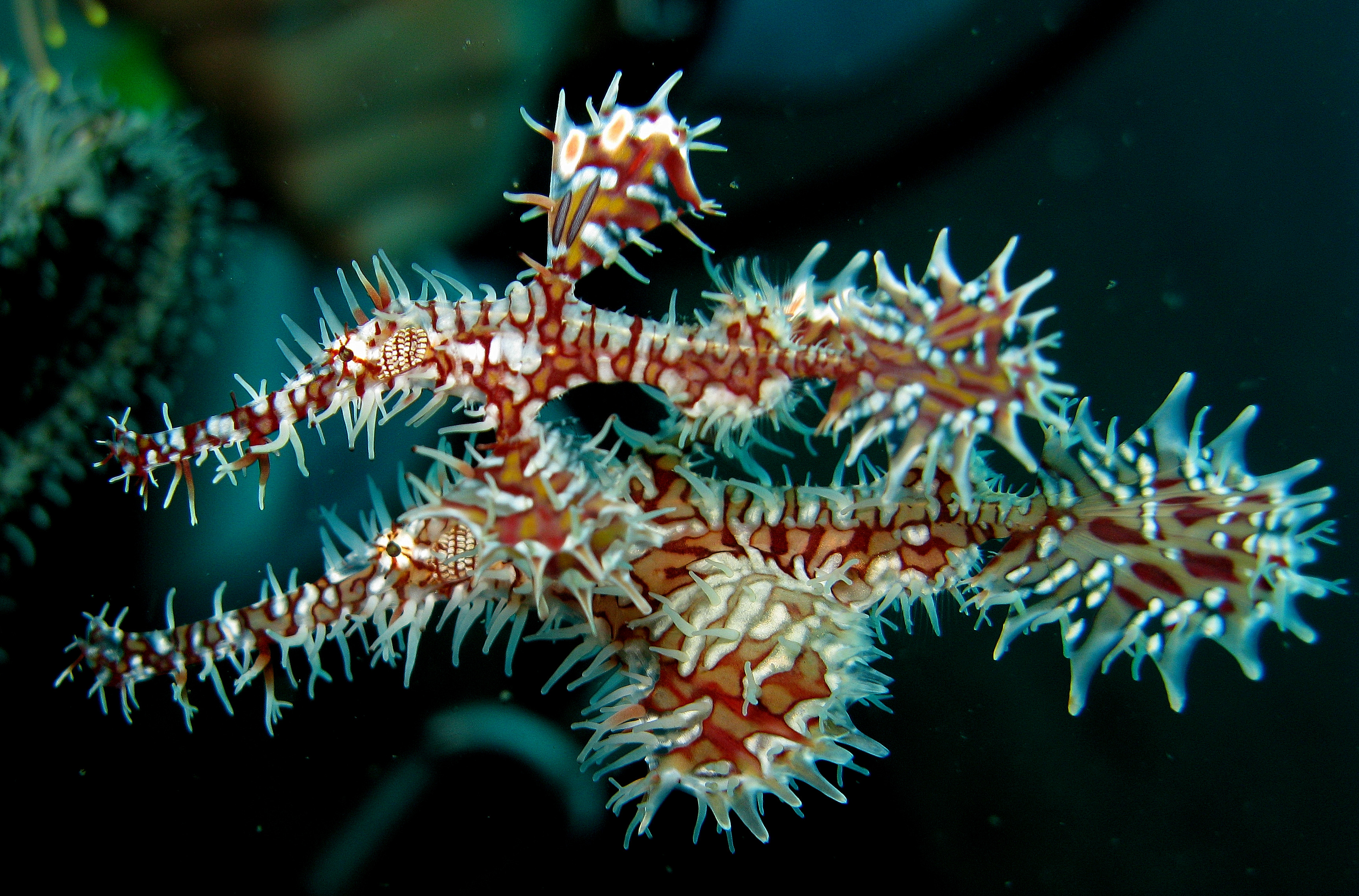 Ghost pipefish wallpaper