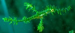 Ghost pipefish