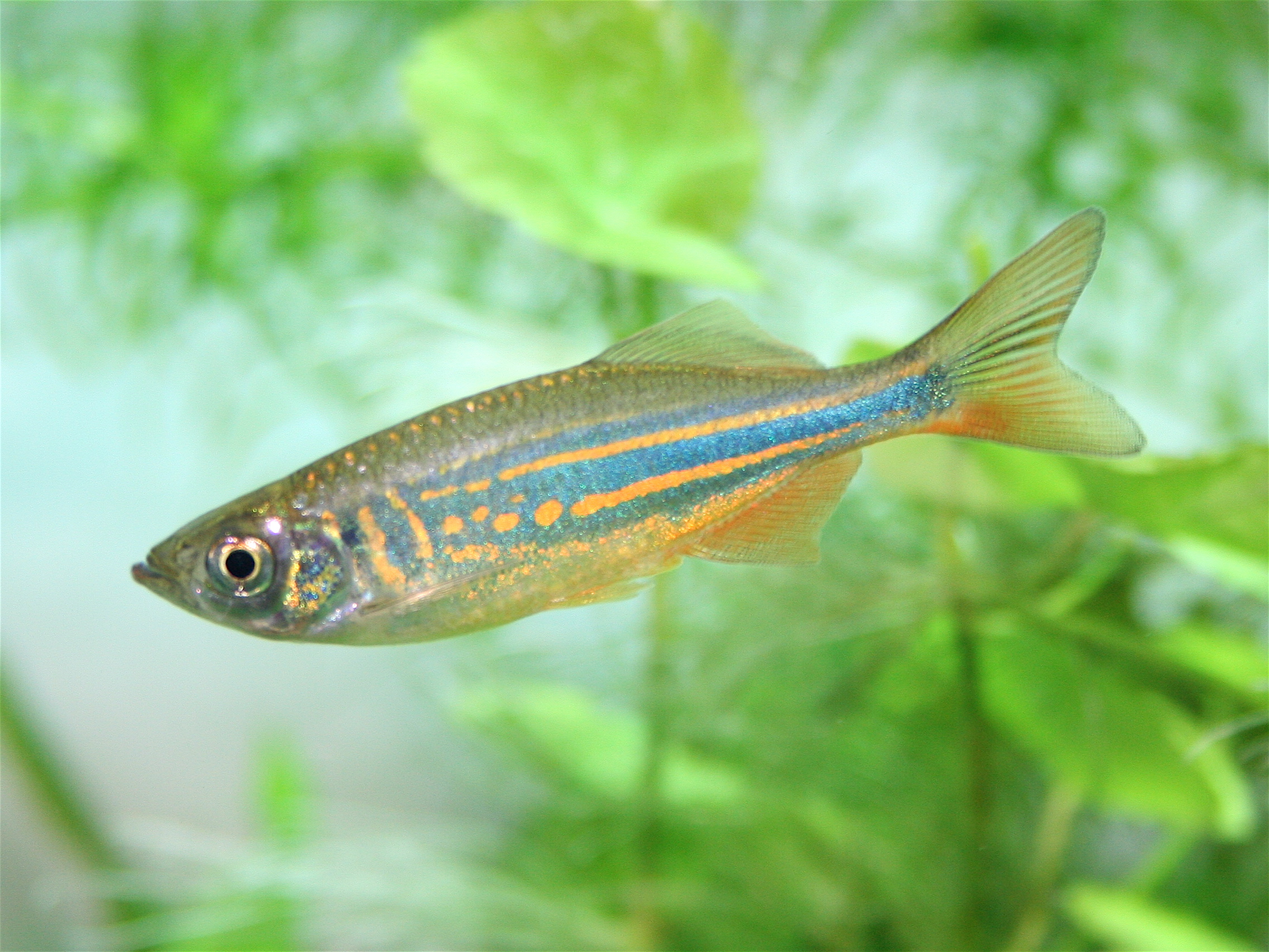 Giant danio wallpaper