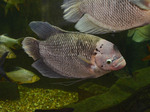 Giant gourami in zoo