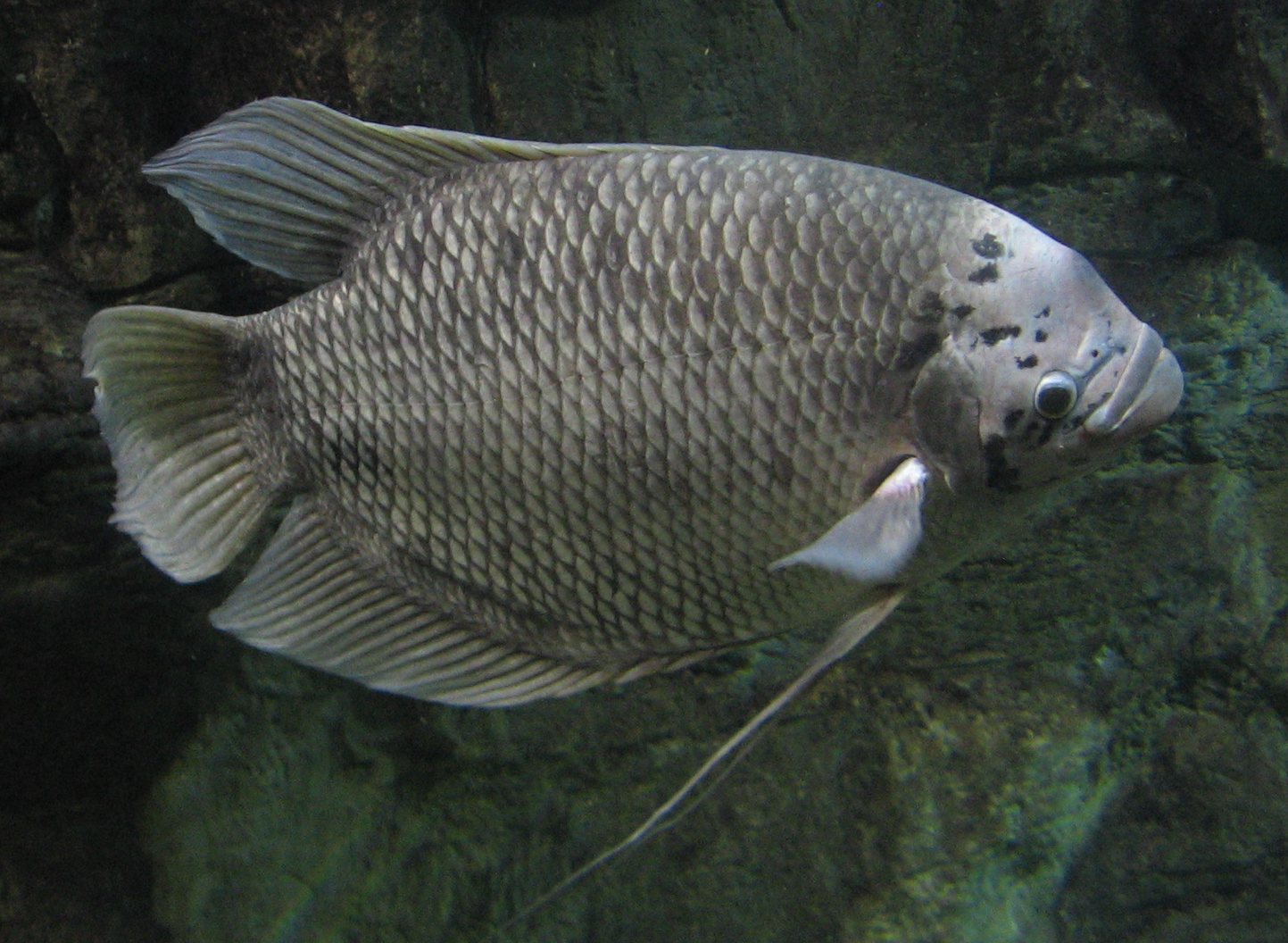 Giant gourami wallpaper