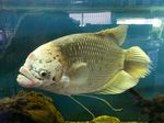 Giant gourami swims