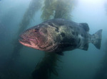 Giant sea bass in sun