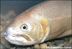 Gila trout wallpaper