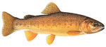 Gila trout