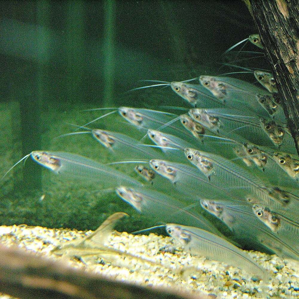 Glass catfish wallpaper