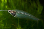 Glass catfish