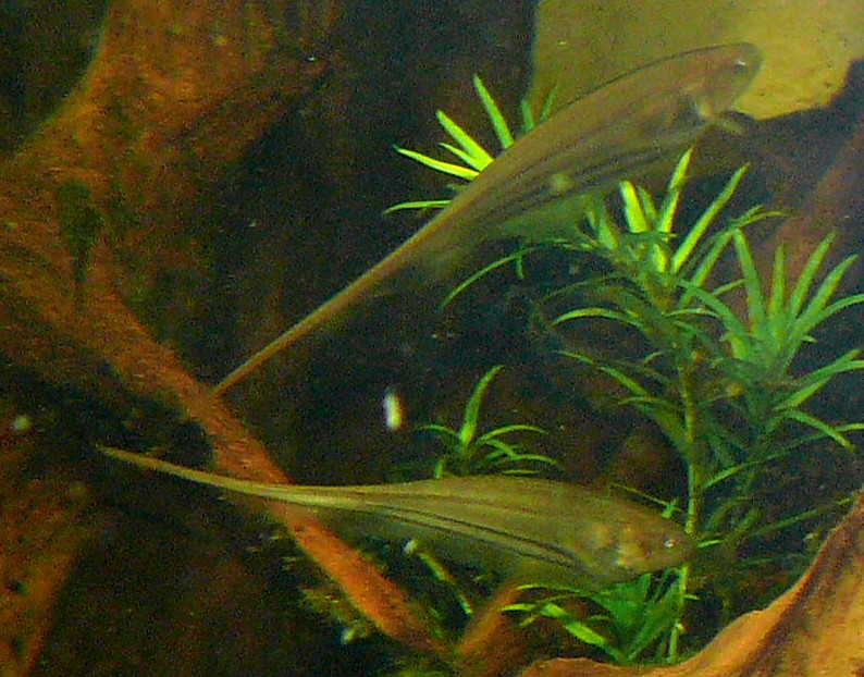 Glass knifefish wallpaper