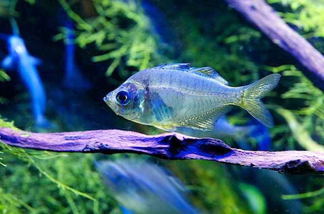 Стеклянная рыба фото