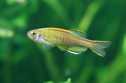 Glowlight danio wallpaper