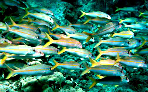 Goatfish wallpaper