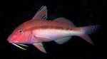 Goatfish