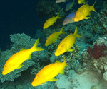 Goatfishes swims